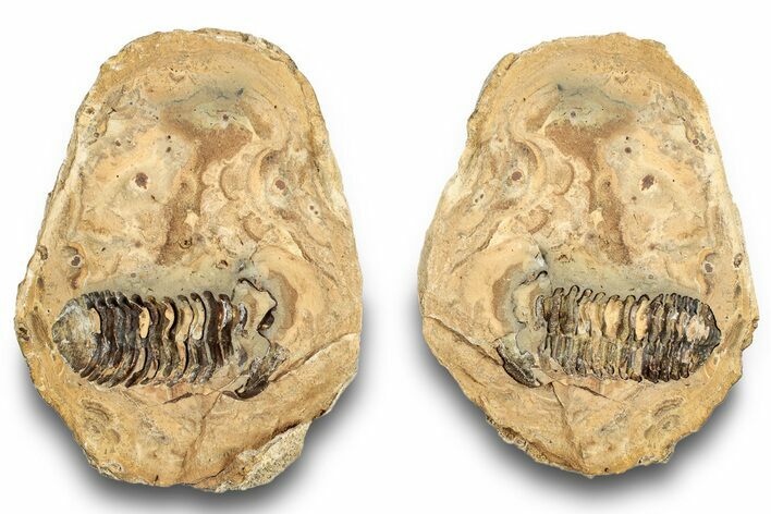 Fossil Calymene Trilobite In Nodule (Pos/Neg) - Morocco #251735